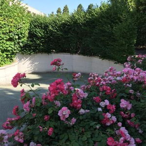 Hotel Hotel Motel Ascot cazare Lissone