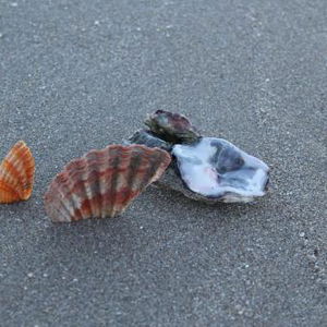 Hotel Hotel Anastasi cazare Cervia