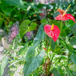 Hotel Pousada Aguas Claras cazare Armacao de Buzios