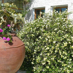 Hotel Natura Beach cazare Polis