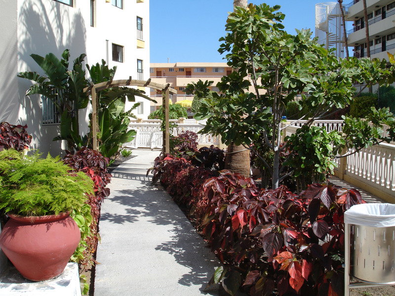 Los Ficus