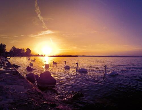 Hotel Lavender Apartment