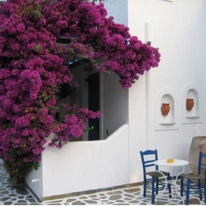Hotel Angeliki'S Studios cazare Paros