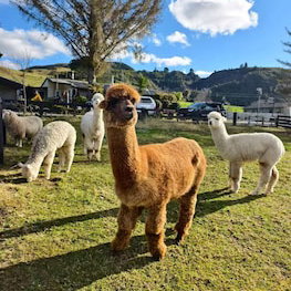 Hotel 436 Rotorua Hideaway Lodge cazare Rotorua