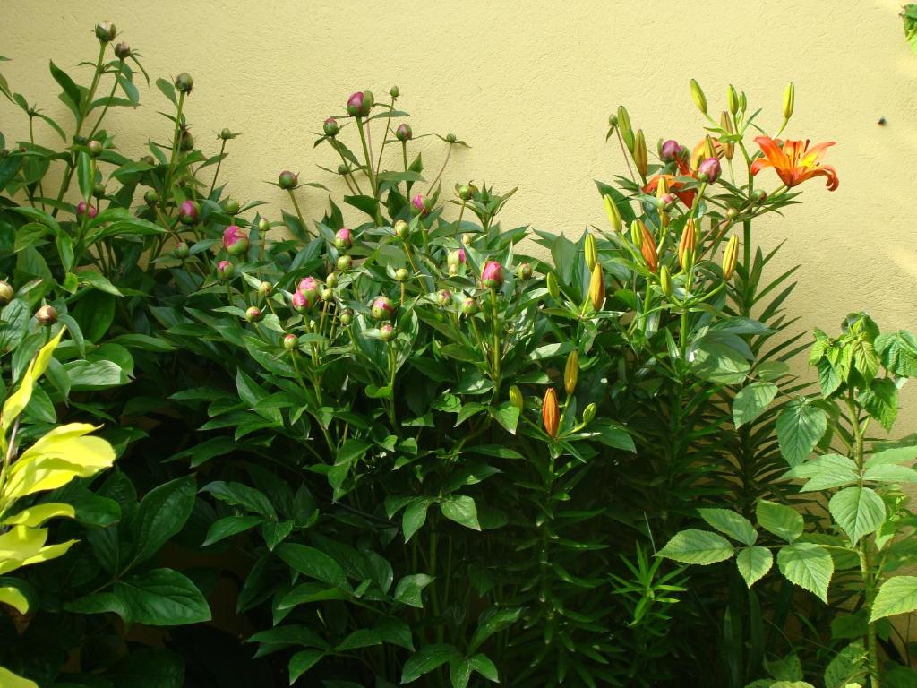 Pensiunea Magnolia