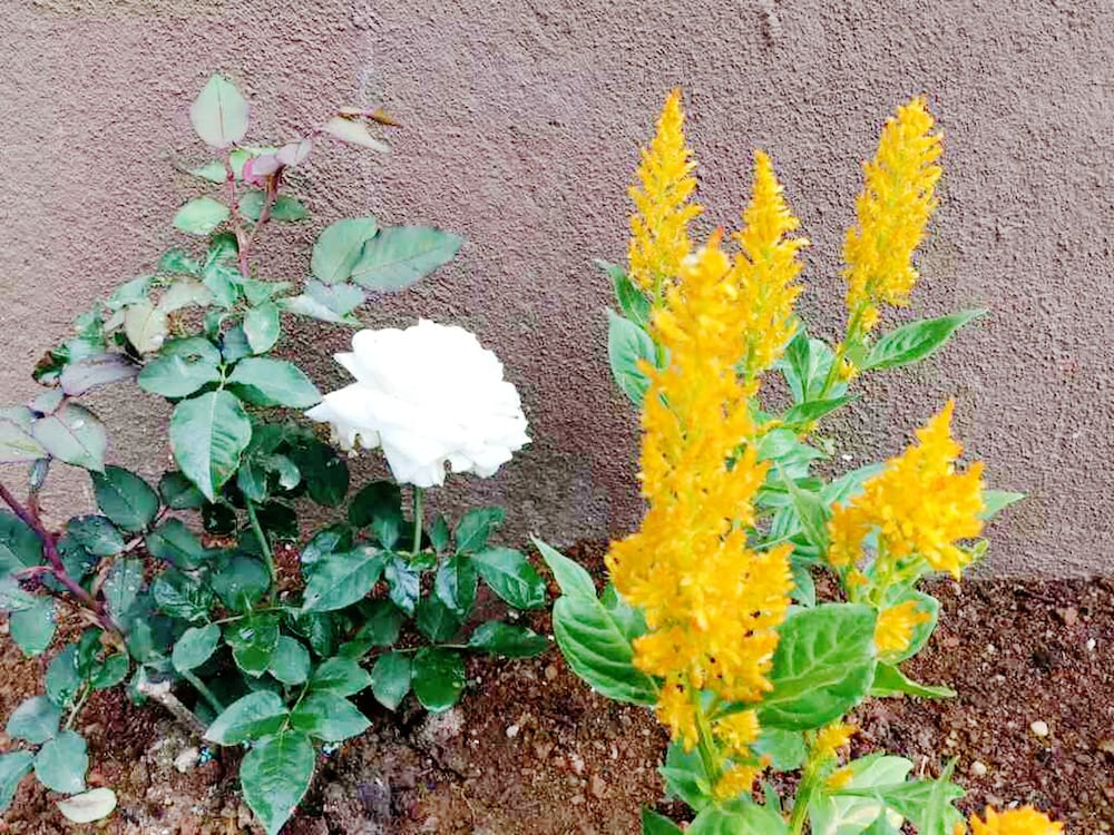 Hotel Kingsford Residences