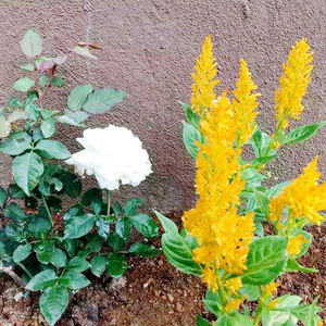 Hotel Kingsford Residences cazare Nuwara Eliya