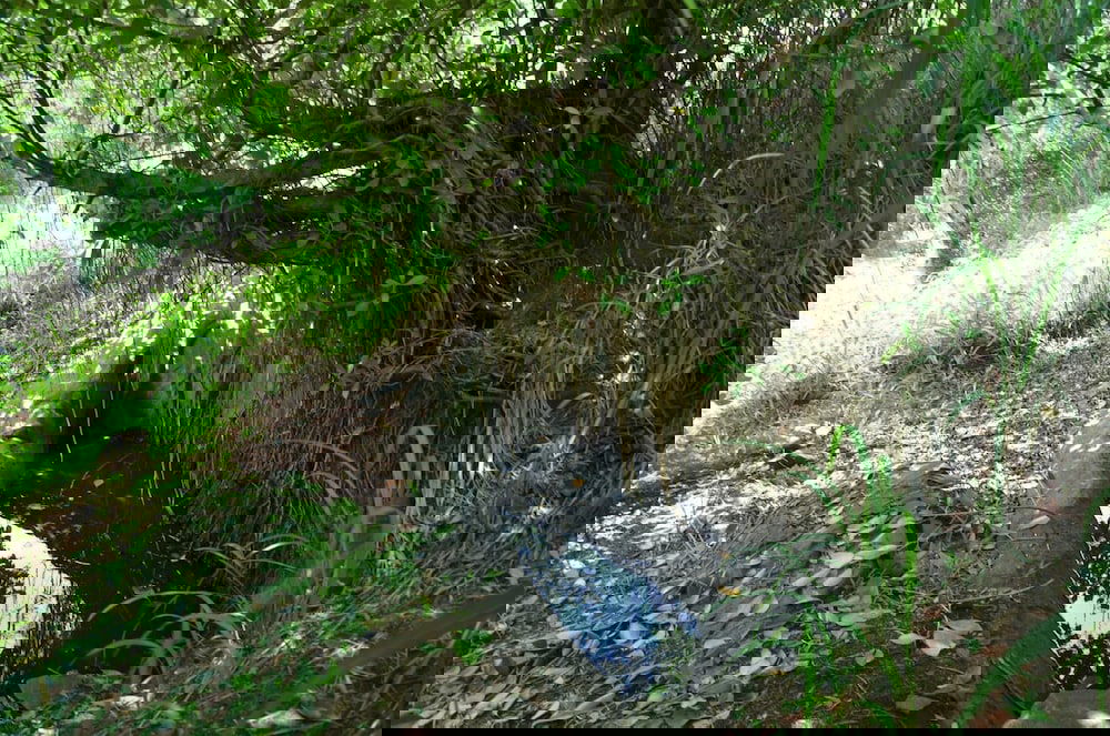 Hotel Deer Point Hotel Kandy