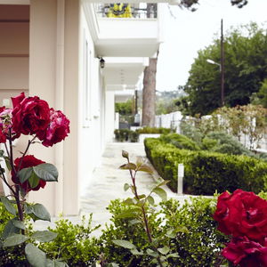 Sejur Skiathos Somnia vacanta Skiathos