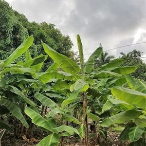 Hotel Marantha Close cazare Montego Bay