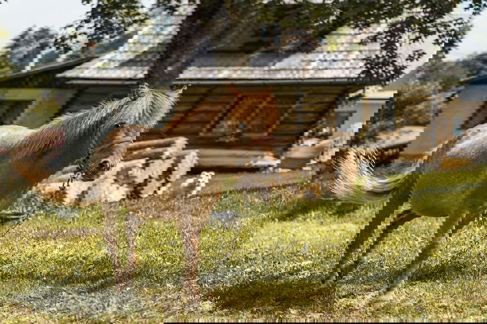 Hotel Dw Maria 2 Zakopane