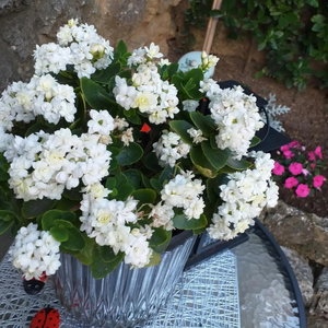 Hotel Studio Luna cazare Opatija
