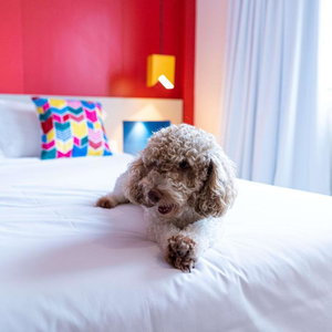 Hotel Ibis Styles Campina Grande cazare Campina Grande