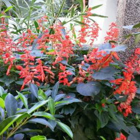 Hotel Apartments Desa Petric cazare Hvar