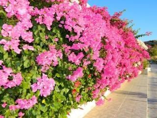 Telhinis Hotel And Apartments