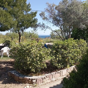 Hotel Paradisos Studios cazare Lesbos