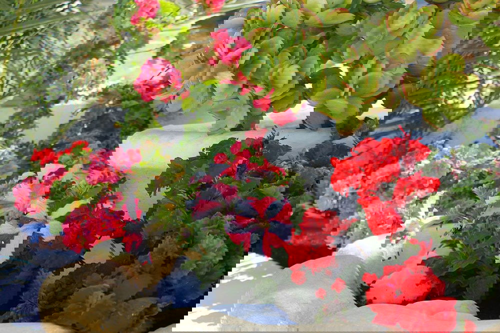 Hotel Amaryllis Studios & Apartments