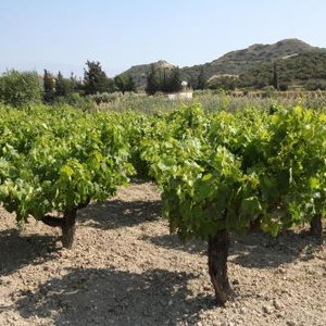 Hotel Alonia Villas cazare Pissouri