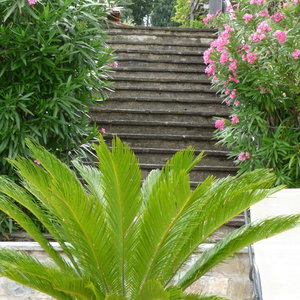 Sejur Hotel Villa Dei Bosconi vacanta Florenta