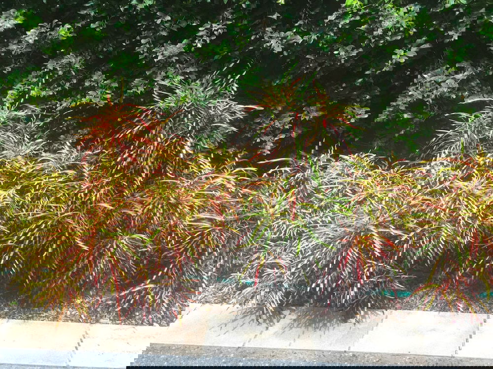 Hotel Balmoral Queenslander