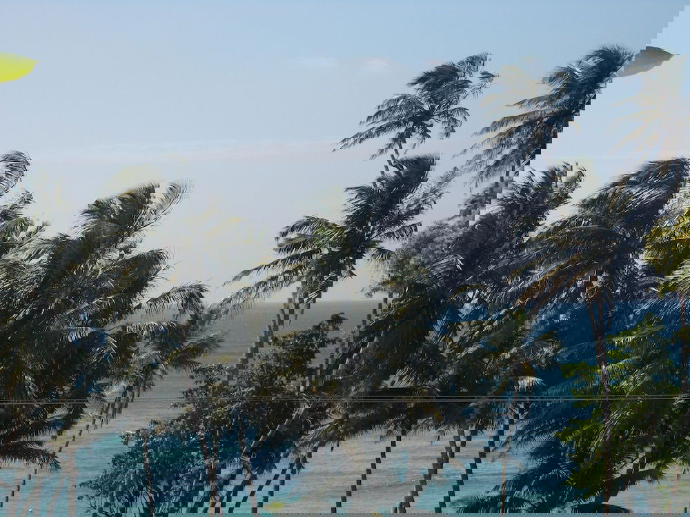 Hotel Peacock Wings Guest House