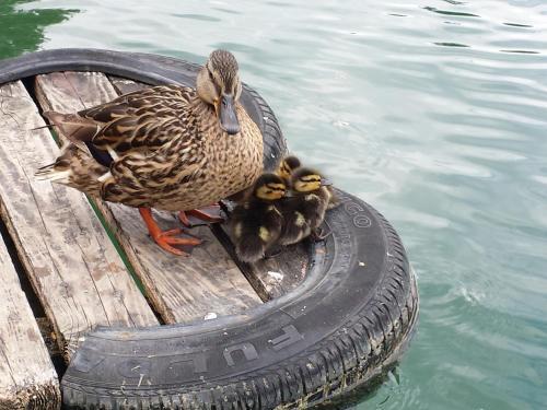 Hotel Carman Guest House