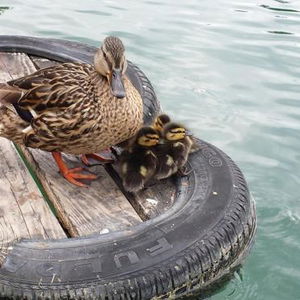 Hotel Carman Guest House cazare Bled