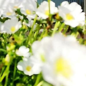 Hotel Hotel Sol De Jávea cazare Javea