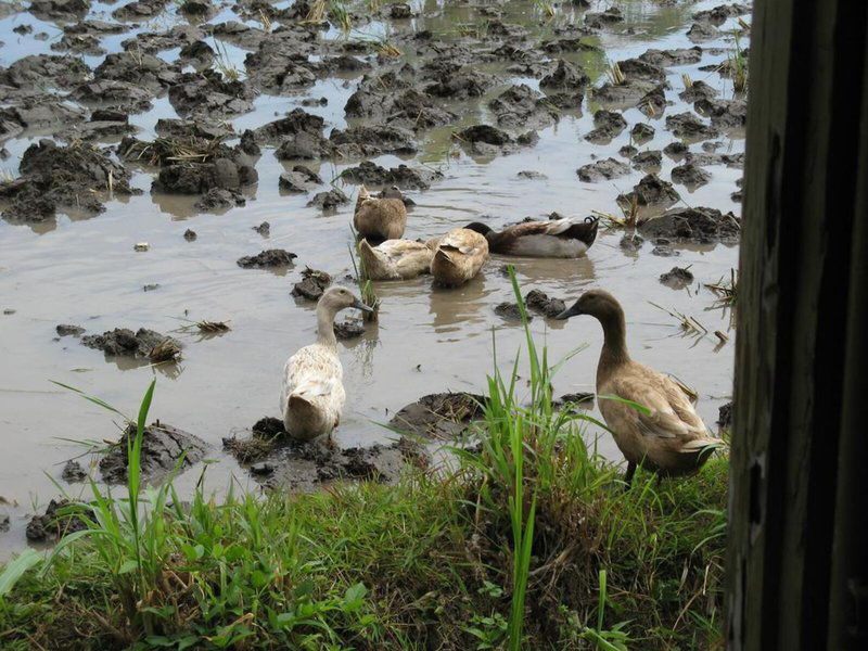 Hotel Villa Agung Beach Inn