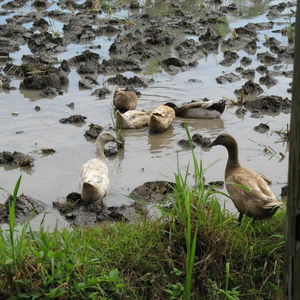 Hotel Villa Agung Beach Inn cazare Lovina Beach