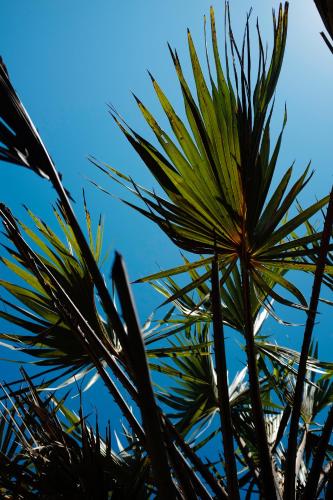 Hotel Diani Sea Resort