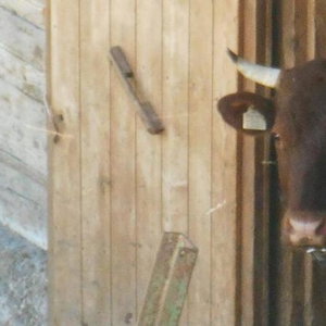 Hotel Gasthof Pesbichl cazare Goldegg