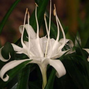 Hotel Baan Jasmin Village cazare Ko Samui