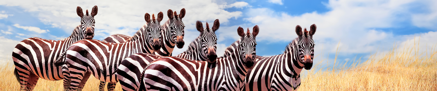 Excursii Circuite Tanzania