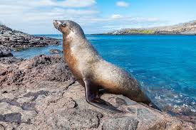 Baquerizo (Insula San Cristobal), Galapagos