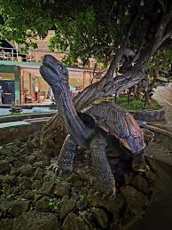 Puerto Ayora (Insula Santa Cruz), Galapagos