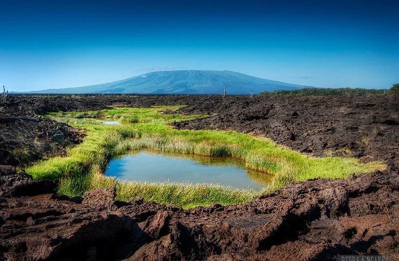 Punta Moreno (Insula Isabela), Galapagos