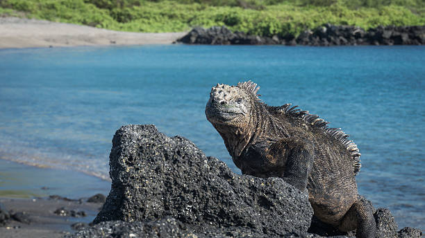 Urvina Bay (Insula Isabela), Galapagos