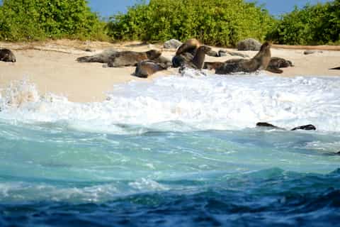 Insula Santa Cruz, Galapagos