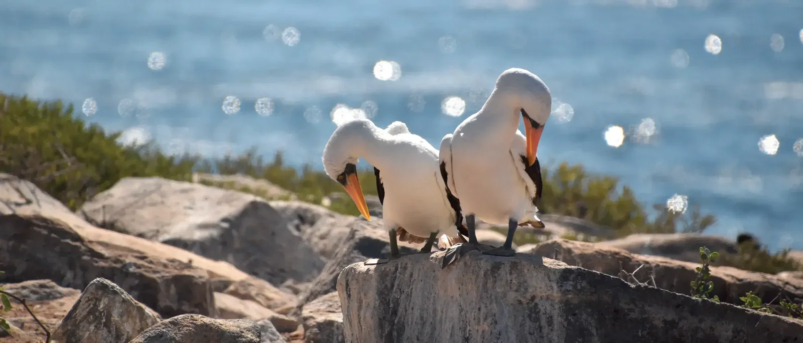 Punta Suarez (Insula Espanola), Galapagos