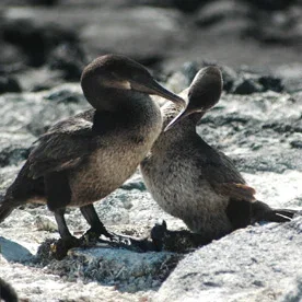 Punta Espinoza (Insula Fernandina), Galapagos