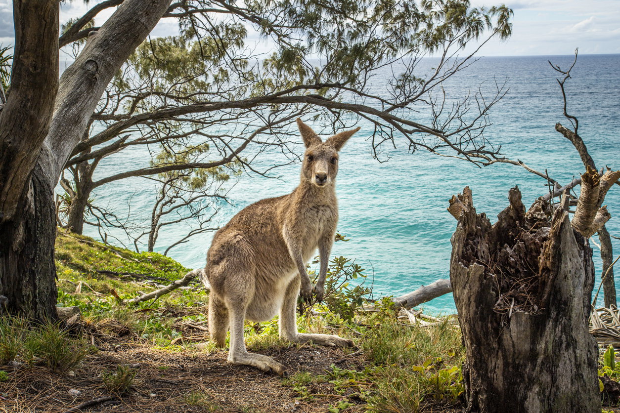 Insula Cangurului, Australia
