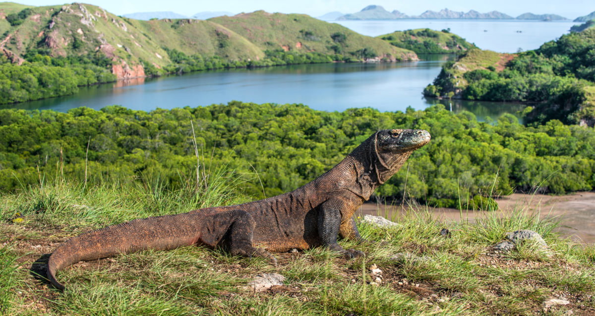 Komodo, Indonezia